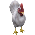 Chicken_cls