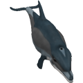 Dolphin_cls