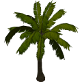 Coconutpalm_cls