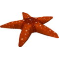 Starfish_cls