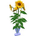 Sunflowerhouseplant_cls