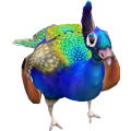 Peacock_cls