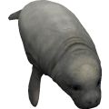Manatee_cls