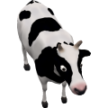 Cow_cls