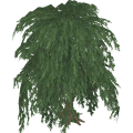 Willowtree_cls