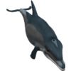 Dolphin5130