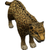 cheetah123