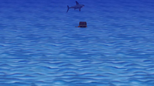 Shark Swim Around an Object